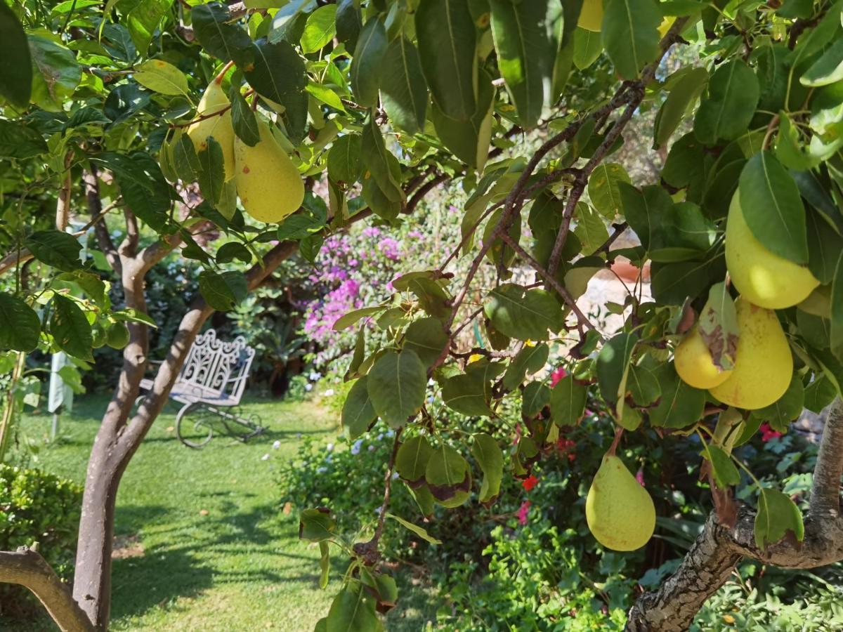 Il Giardino Di Tatiana Rooms & Breakfast Λα Μανταλένα Εξωτερικό φωτογραφία