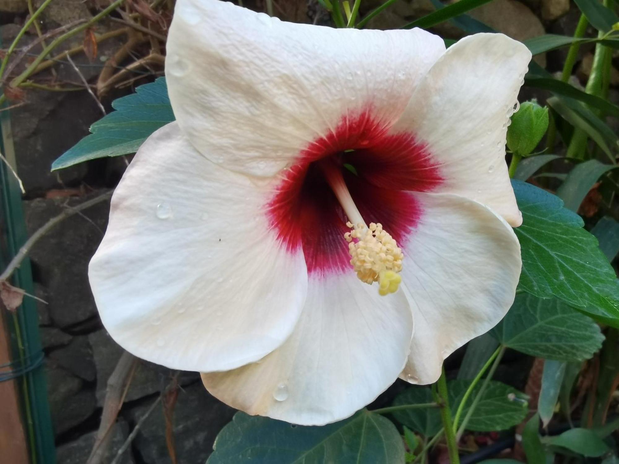 Il Giardino Di Tatiana Rooms & Breakfast Λα Μανταλένα Δωμάτιο φωτογραφία