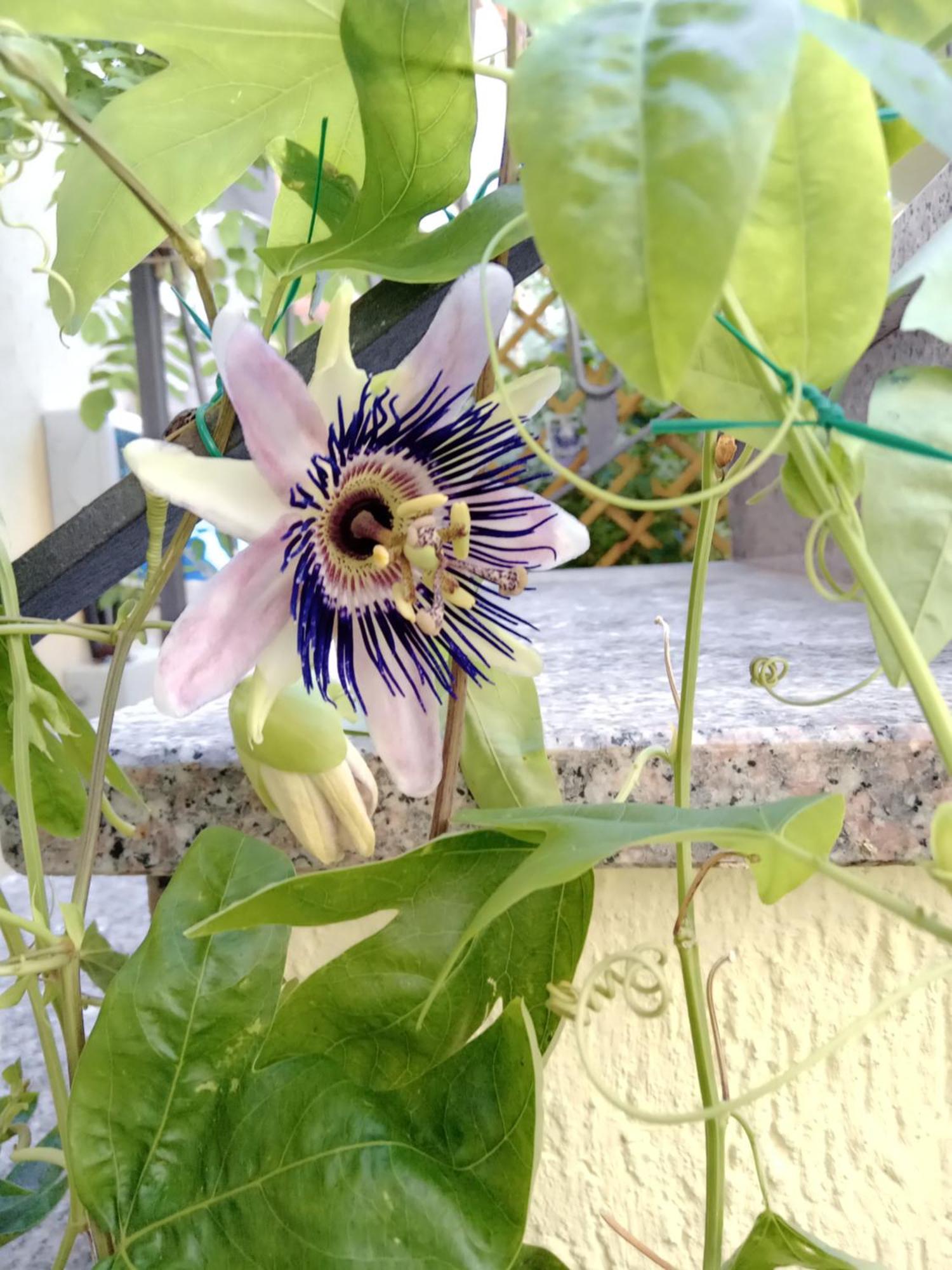 Il Giardino Di Tatiana Rooms & Breakfast Λα Μανταλένα Δωμάτιο φωτογραφία