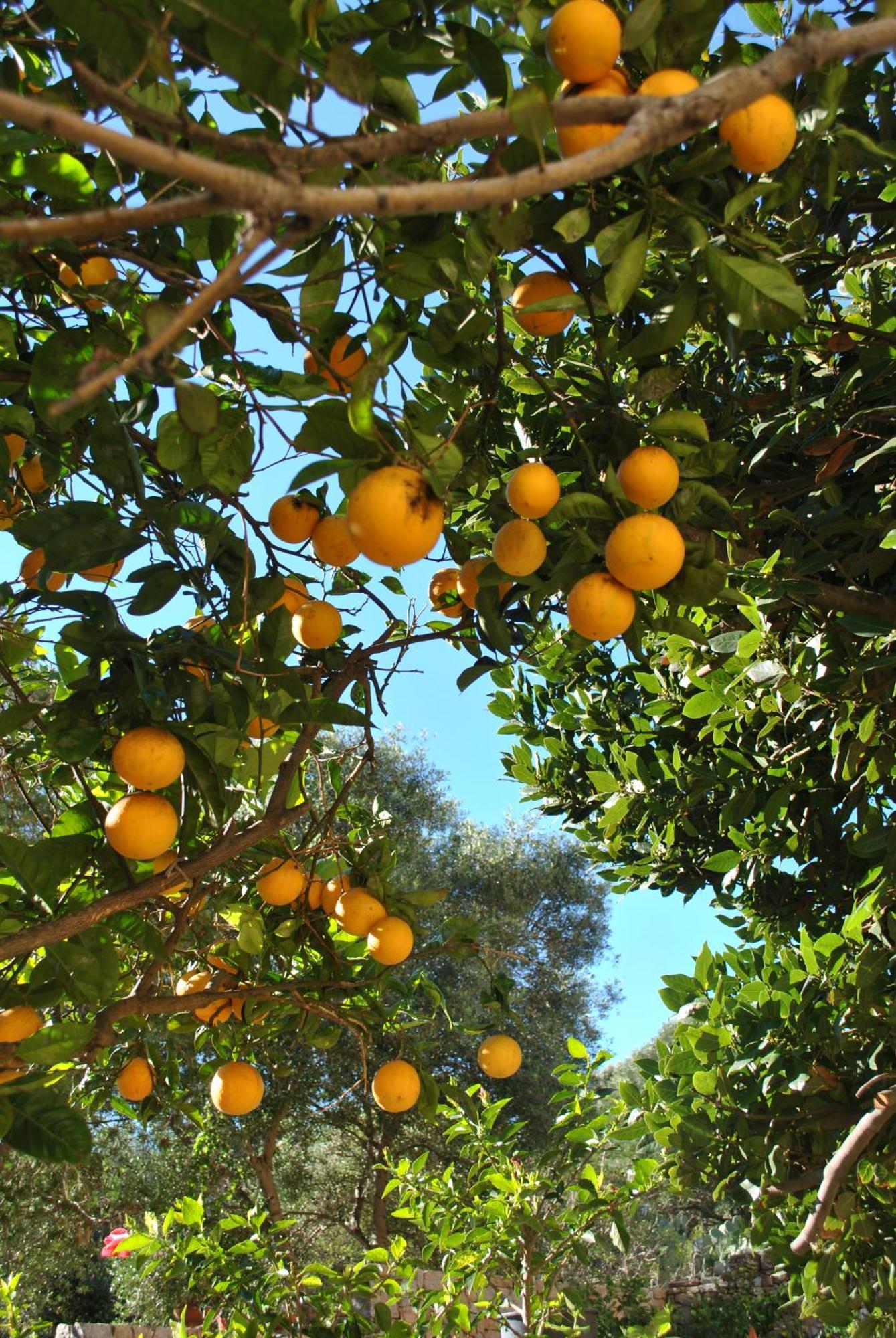 Il Giardino Di Tatiana Rooms & Breakfast Λα Μανταλένα Δωμάτιο φωτογραφία